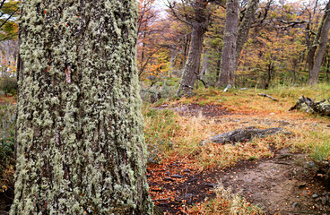 Closeup a Tree Trunk Covered with Beard Lichen with Fall Foliage in the Backdrop, Tierra del Fuego National Park, Ushuaia, Patagonia, Argentina