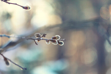 Pussi willow © Galyna Andrushko