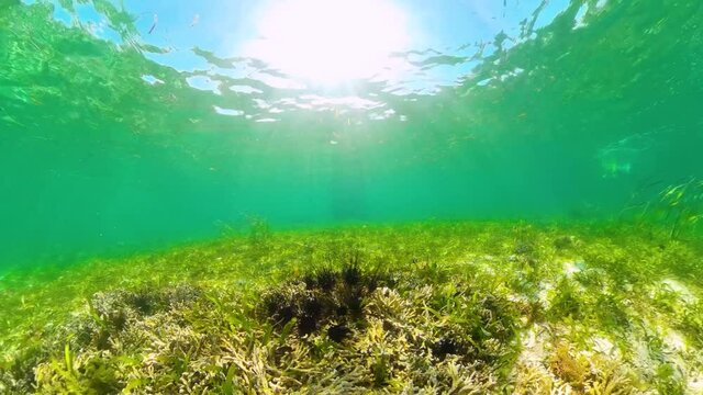 Tropical underwater world: a colony of sea urchins among green grass.