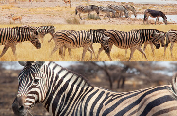 Fototapeta na wymiar Zebra collage