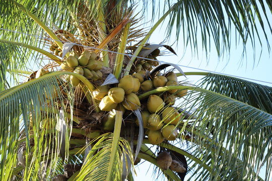 coconuts on tree