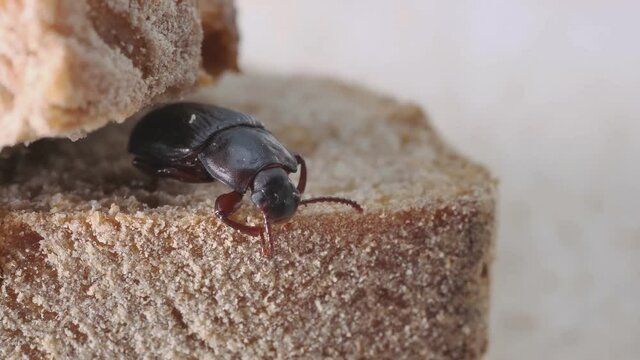 ein Mehlk&auml;fer,  tenebrior molitor, krabbelt auf B&auml;kereiwaren und Brot, mehrere Szenen, 50 fps
