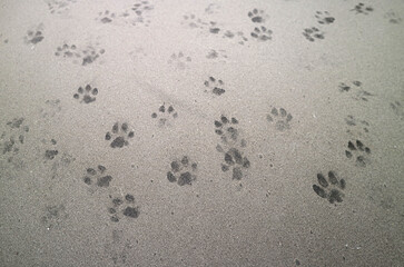 Closeup of cat's footprints on a dusty car bonnet