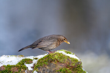 Blackbird - Turdus merula - female
