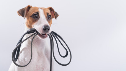 The dog holds a leash in his mouth on a white background. Jack russell terrier calls the owner for a walk. - obrazy, fototapety, plakaty