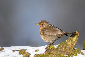 Blackbird - Turdus merula - female