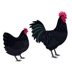 Australorp Breed of chickens Vector illustration Isolated objects
