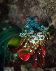 crayfish in aquarium