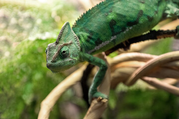 Funny green chameleon sits on tree branch