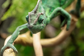 Fototapeta premium Close up of funny green chameleon moves along tree branch