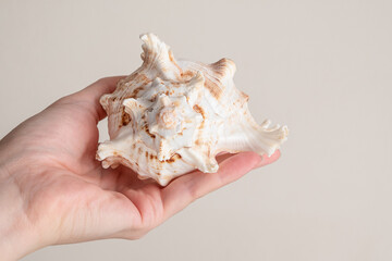 Human hand holds large spiked seashell
