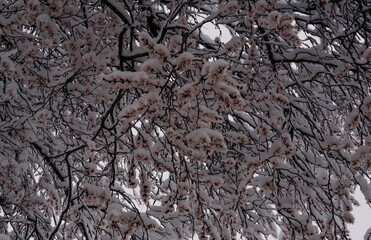 The buds remained in the snow