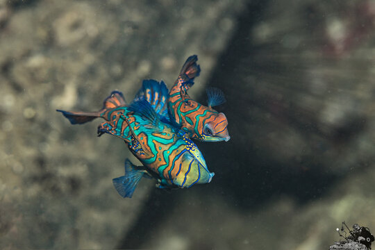 Mandarinfishes mating, shot from above. Banda Neira, Indonesia