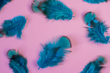 Beautiful blue feather on a pink background