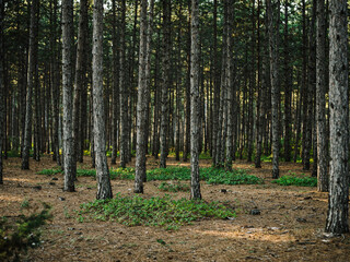 Nature pine forest fresh air Green grass autumn