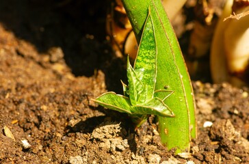 A young Sansevieria plants in fertile soil