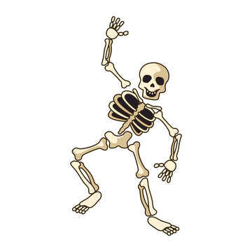human skeleton icon isolated on white background. vector illustration