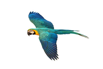 Beautiful macaw parrot flying isolated on white