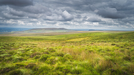 Green meadow and pasture with long grass, ferns and heather in Cuilcagh Mountain Park, stormy,...