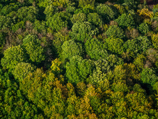 vue aérienne de la forêt à l'automne dans les Yvelines en France
