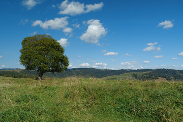 Fototapeta na wymiar Lonely green tree at grassland and white clouds