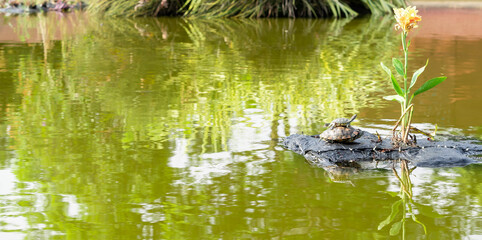 Baby turtle riding on mommy turtles back. Mother and child turtle. Baby turtle playing horseback riding with parent turtle