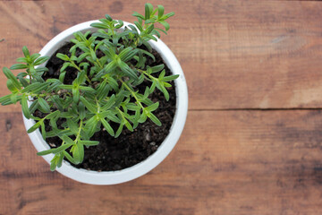 Anise hyssop perennial plant in white pot on wooden table. Growing herbs in balcony garden or on windowsill. Top view, copy space.