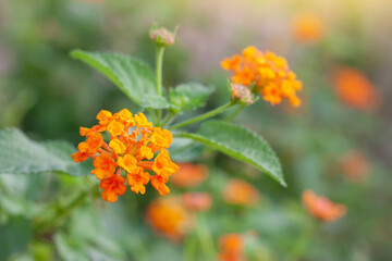 Orange and yellow West Indian Lantana bloom in the garden on blur nature background. Is a Thai herb.
