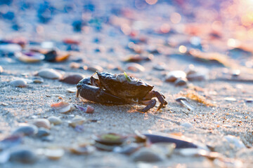 crab in a beautiful beach