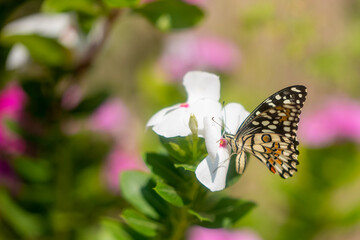 Butterfly on flower