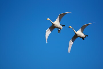 飛来地の上空で旋回する白鳥