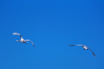 冬の渡り鳥