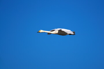 大空を滑空する白鳥