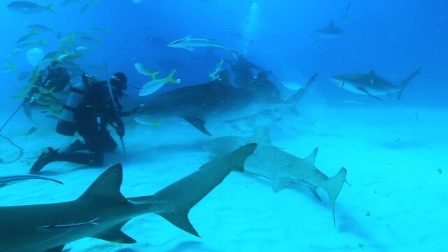 Tigershark in the Bahams. Sourounded with many other reef sharks Clear blue water captured with a canon 5D IV in 4K resolution.