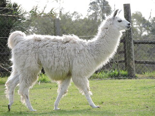 llama in the grass