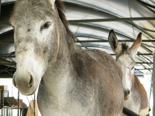 portrait of a donkey