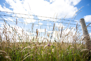 Barbed wire fence in front of a field of long grass in County Durham UK: 26th July 2020: Durham Heritage Coast