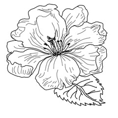 Fototapeta premium Peony or Chinese rose, hibiscus flower. Flowering plant, graphic black and white drawing. A print for a T-shirt, a pattern for embroidery, a print for things, a template for decorating.