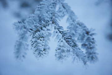 Close up blue frosty pine branch