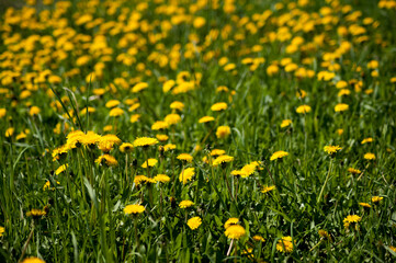 A field of yellow dandelions with a blurred background.