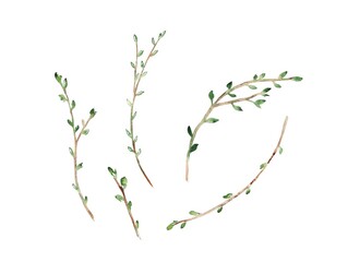 watercolor illustration.  Spring branches with green buds.  Design for spring, autumn, winter cards, print, textile