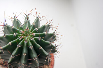 Large green cactus with brown spines in a brown pot on a white background