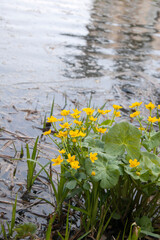 Summer. Yellow flowers on the background of water.