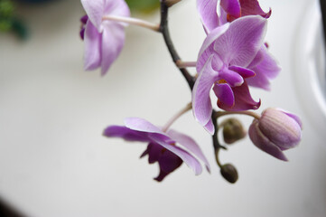 A branch of a blooming pink orchid.