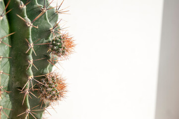 Large green cactus with small sprouts on a white background