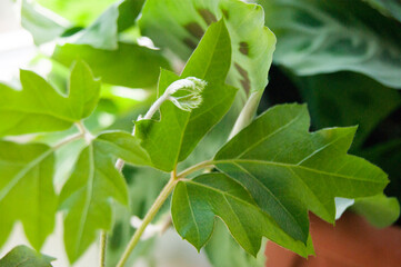 Beautiful green carved leaves of houseplants