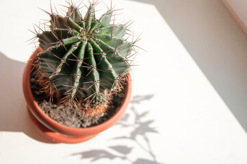 Large green cactus on white background