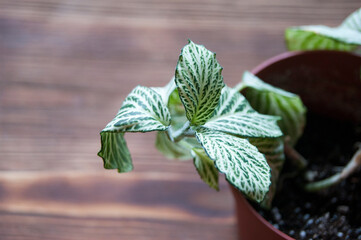 Fittonia. Green leaves of a houseplant.