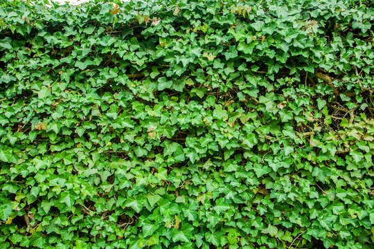 Common ivy. Abstract green leaves natural wall. foliage plant background. Hedge wall of green leaves. Green plant texture. © ImageSine