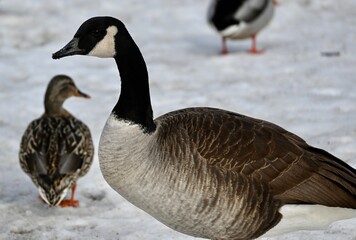 country goose branta canadensis